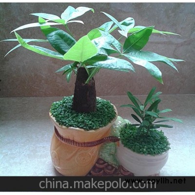 年宵花卉聚宝盆发财树小森林植物盆栽(带盆)569837