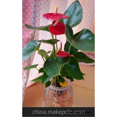 室内高档花卉盆栽 粉掌 红掌 盆景植物 火鹤花 (真花) 维多