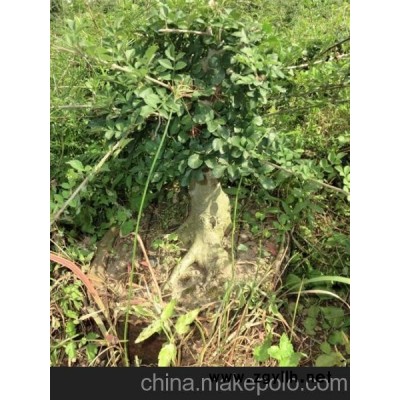 对节白蜡小盆景