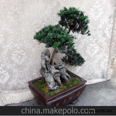 雀舌罗汉松艺术盆景 中小型B060盆景