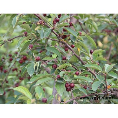 销售樱桃盆景制作-艳永果树盆景