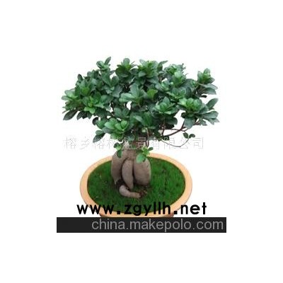 人参榕树盆景