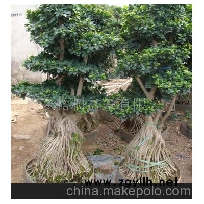 南安根榕树盆景