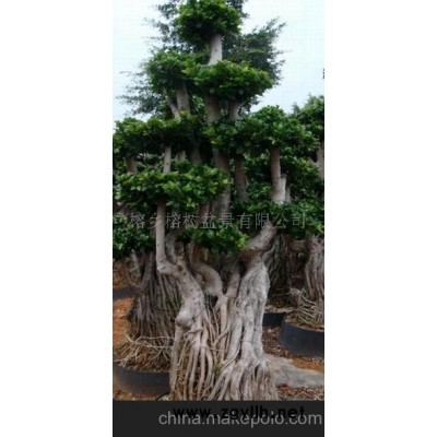 气根榕树盆景