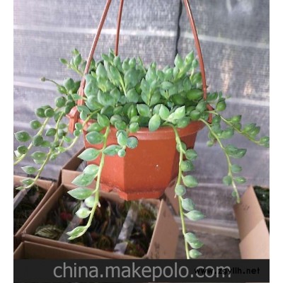 室内盆栽 单株 佛珠吊兰 奇花异草 珍珠吊兰 A100#