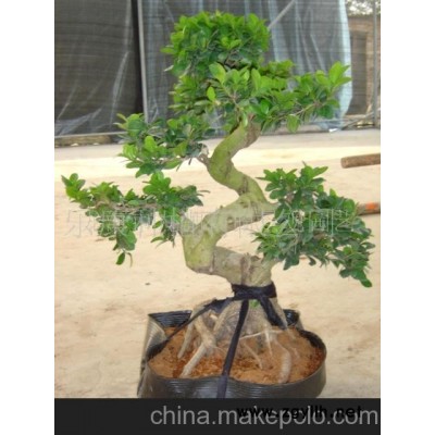 榕树盆景-榕树盆景