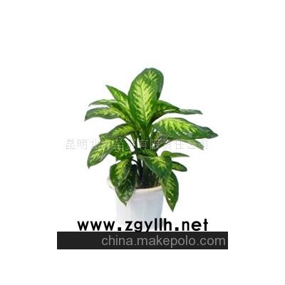 批发供应鲜花、盆栽花卉万年青、花草盆景