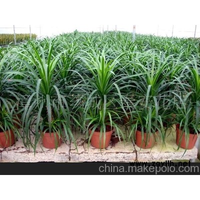 柳垂兰树木盆景