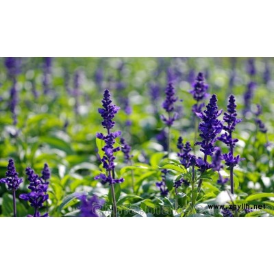 鼠尾草优质/鼠尾草基地直销价格批发
