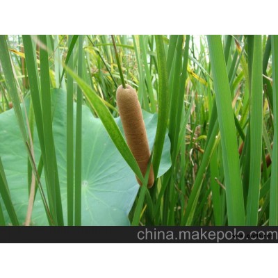 供应香蒲（水景植物）