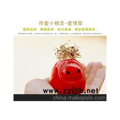 批发供应 可爱传爱小精灵 爱情草盆栽