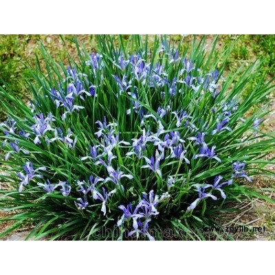 马兰花/优质马兰花基地直销价格批发