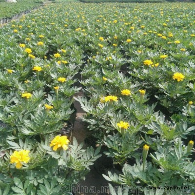 孔雀草/优质孔雀草基地直销价格批发