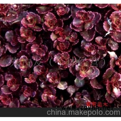 花卉，红叶景天