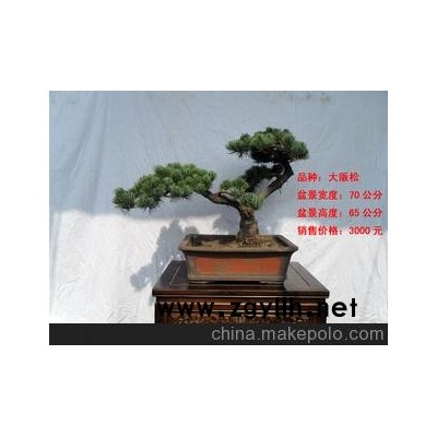 北京华殷苑盆景园销售大阪松树桩树木盆景