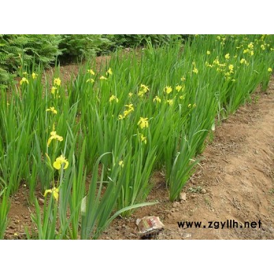 黄菖蒲、优质黄菖蒲基地直销价格批发