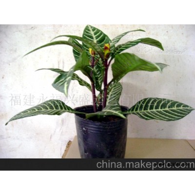 银麦（又名黄霞花）