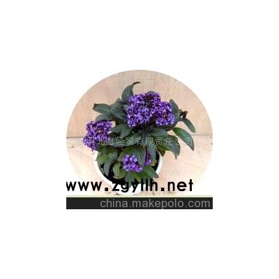 批发供应鲜花、盆栽花卉香水草、花草盆景