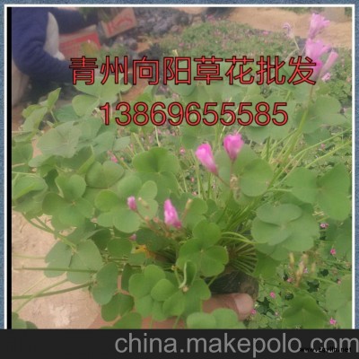 山东大型松果菊种植基地批发价格薄利多销