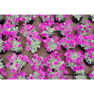 北方地被花卉,南方草花租摆,湖北节日花卉批发