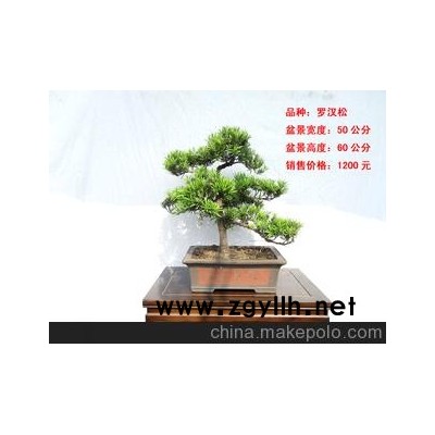 北京华殷苑盆景园销售租摆中小型罗汉松树桩盆景