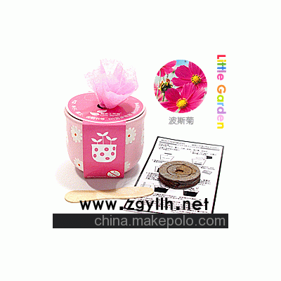 花卉盆栽，DIY盆栽，迷你植物