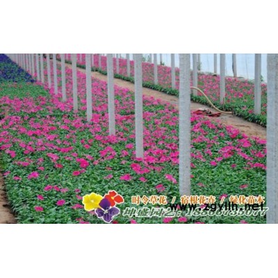 山东时令花卉批发,节庆草花批发