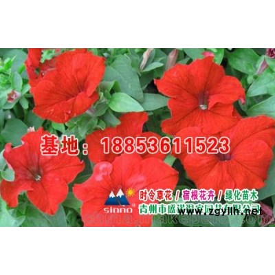 草花，宿根花卉花卉基地，各类花草直销批发
