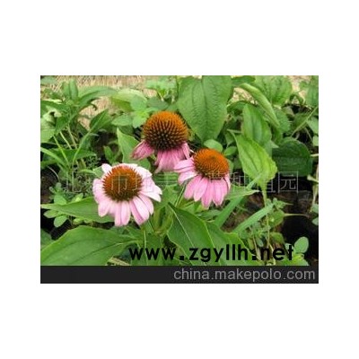 婚庆鲜花会场布置 玫瑰花藤花草装饰（图）