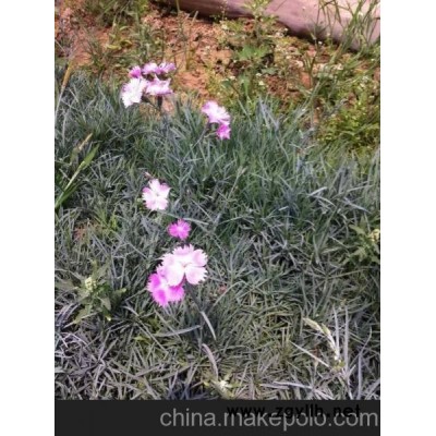 石竹 地被石竹 常夏石竹 供应宿根花卉价格