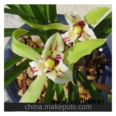 厦门现货 兰花 莲瓣兰 奇花 玉龙彩蝶 促销价50元/苗