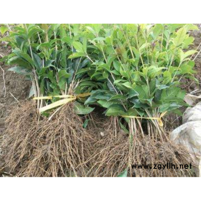 低价供应 优质 桂花苗 厂家直销