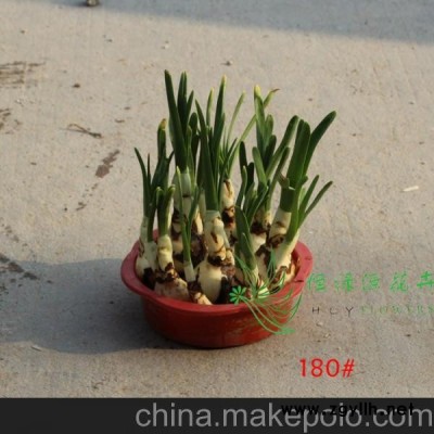 热销批发水仙花 水培种球适合办公家居环境布置 (A180#)水仙花种球