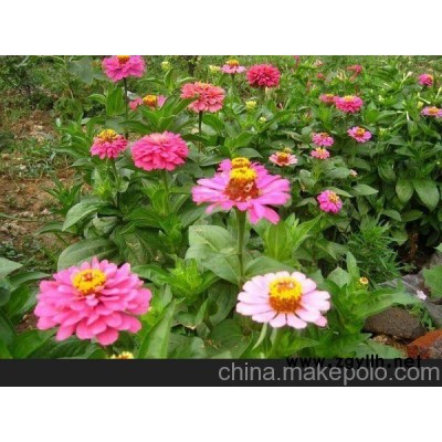 鹰潭草花批发价格_德兴草花种植基地（优惠）