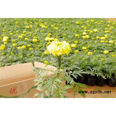 山东孔雀草卖家,潍坊草花基地供应优质孔雀草价格美丽