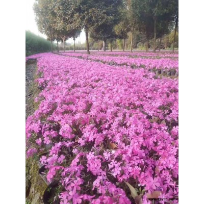 供应四川成都福禄考水生植物、地被苗木批发价格表