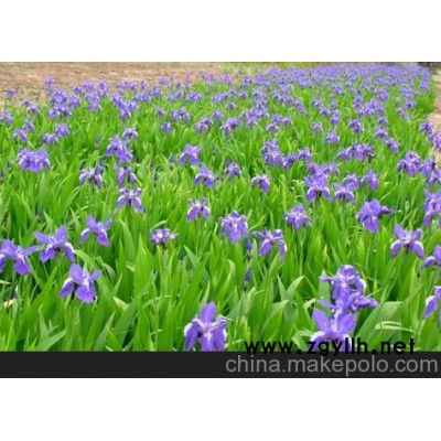 一诺佳诚园林绿化提供宿根花卉