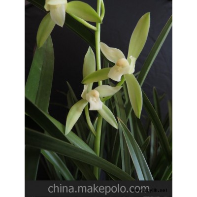 厦门现货 建兰水晶 铁骨水晶 40元/苗