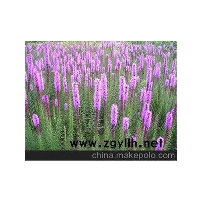 榆林市蛇鞭菊价格图4
