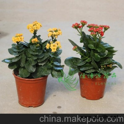 厂家批发年宵花卉防辐射盆栽办公家居环境布置摆设（100#）长寿花