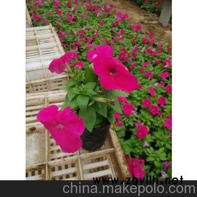 安顺草花供应_凯里草花批发价格（优质商家）