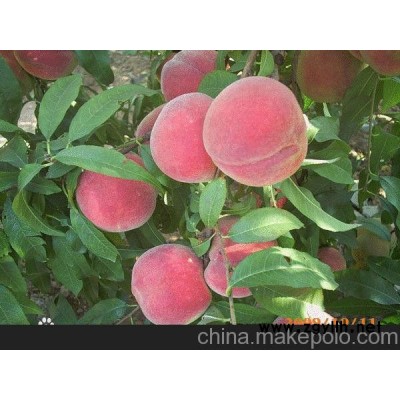 供应映霜红桃苗 映霜红桃树苗