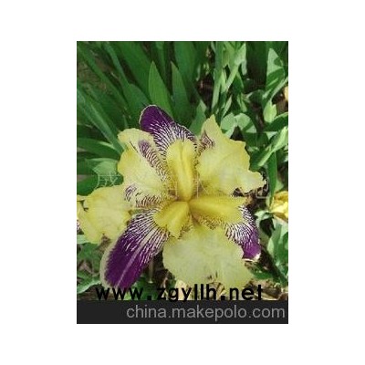 鸢尾、萱草、景天