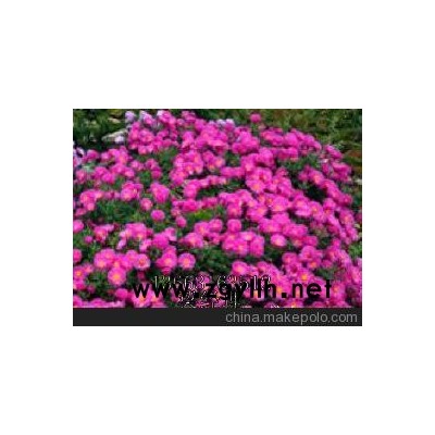 大量供应荷兰菊 九月菊