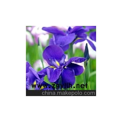 天菖蒲 紫色--花草--山东青州花卉园