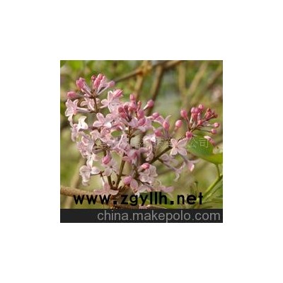 紫丁香 百结 情客 龙梢子 紫色白色-清香-花草树木-青州花卉园