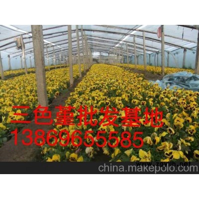 安顺三色堇新报价山东向阳草花苗木基地