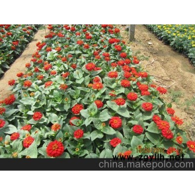 供应薰衣草价格 勋章菊价格 供应三色堇价格