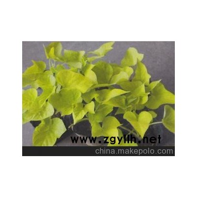 婚礼会议现场布置专用金叶署等绿色装饰植物（图）