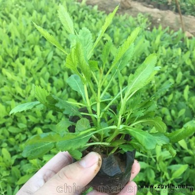 柳叶马鞭草 马鞭草价格 马鞭草图片